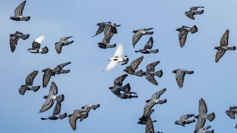Pigeon Hunting Tips: Everything You Should Know