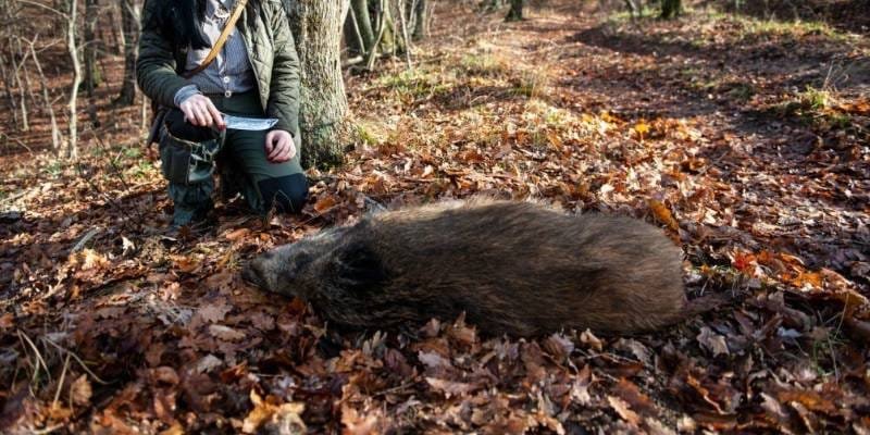 Wild Boar Hunting Tips