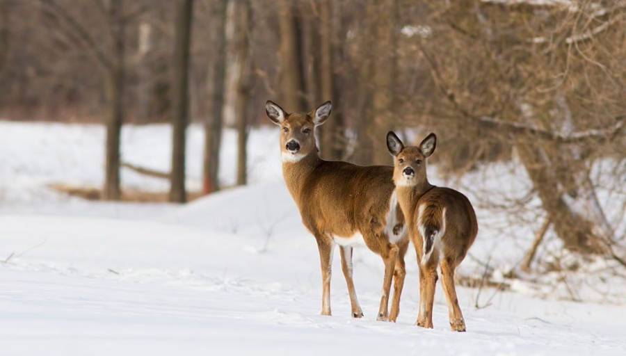 Do Deer Move In The Snow? How to Hunt Whitetail in 8 Kinds of Snow