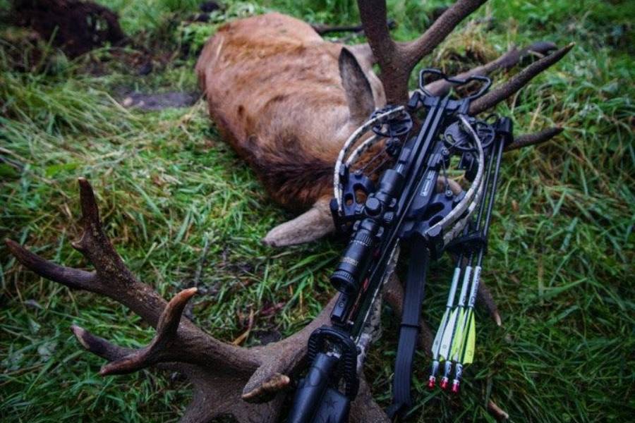 Best Hunting Crossbows of 2024 Tested Wild Trend