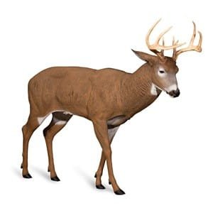 Dave Smith Posturing Buck