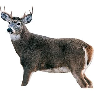 Montana Whitetail Combo