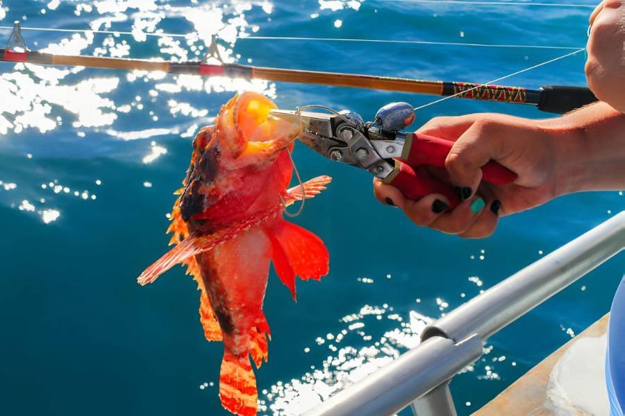 Saltwater Pliers Buyer's Guide