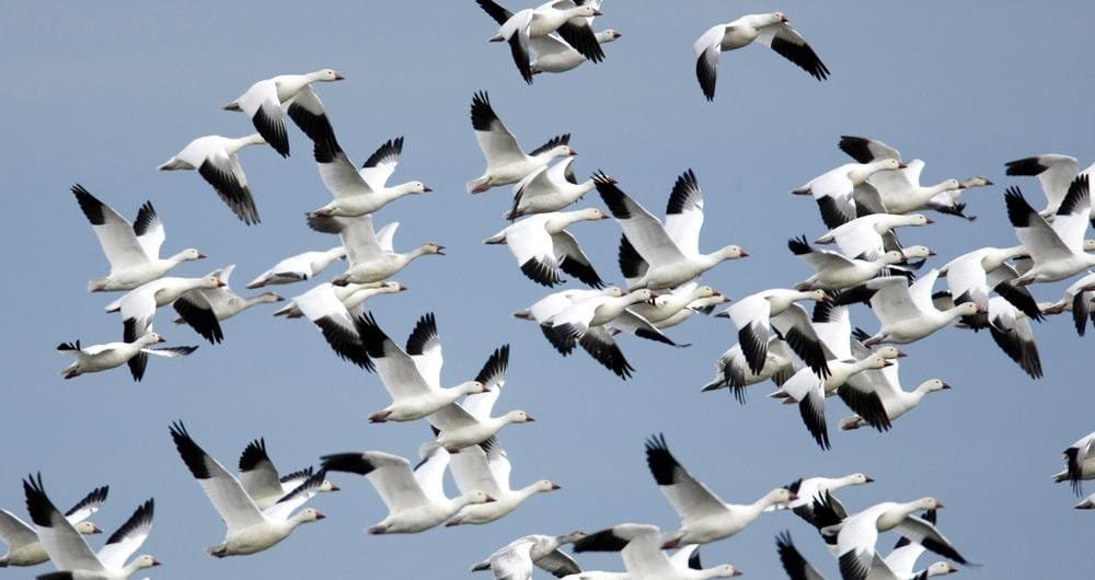 How to Be a Casual Snow Goose Hunter: Understanding Snow Geese