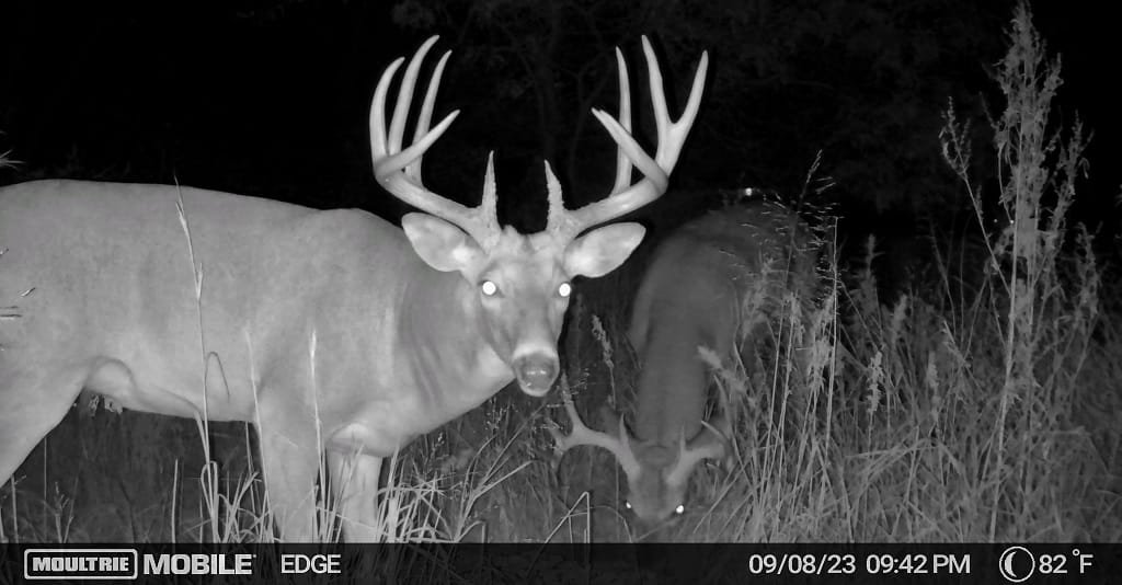 Trail Camera Tips for Better Shots