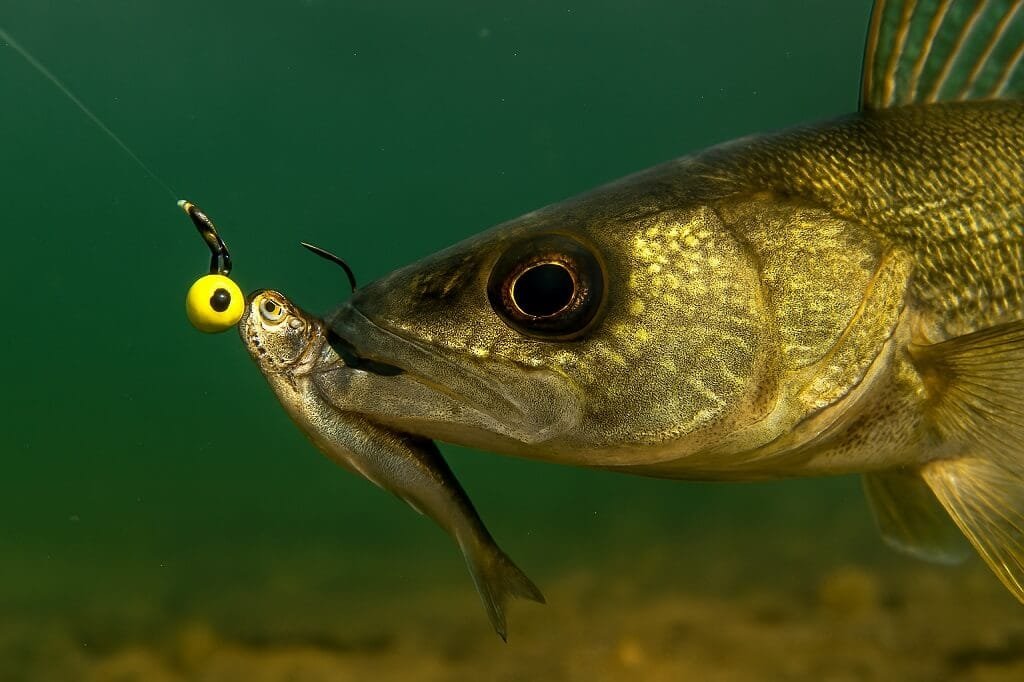Walleye live bait setup on jig for shore fishing